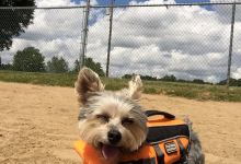 Bow Wow Beach景点图片