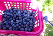 Out of the Blue Berry Farm景点图片
