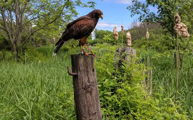 New England Falconry