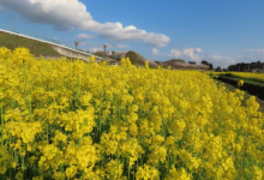 希望ケ丘公園景点图片