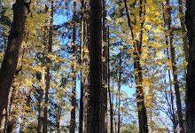 Copley Ridge Recreational Trail景点图片