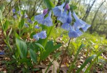 Dark Hollow Natural Area景点图片