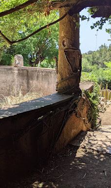 Jardí Botànic Tropical Paratge Pinya de Rosa-布拉内斯