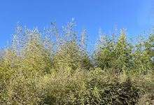Scottish Bamboo景点图片