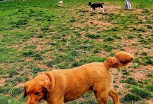 Danielle Ruiz-Murphy Center for Animal Welfare and Dog Park景点图片