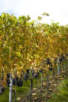 Domaine de Chambleau-Milvignes