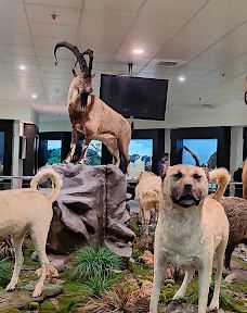 MTA Genel Müdürlüğü Şehit Cuma Dağ Tabiat Tarihi Müzesi-安卡拉