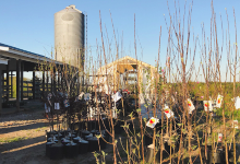 The Barn of Blooms购物图片
