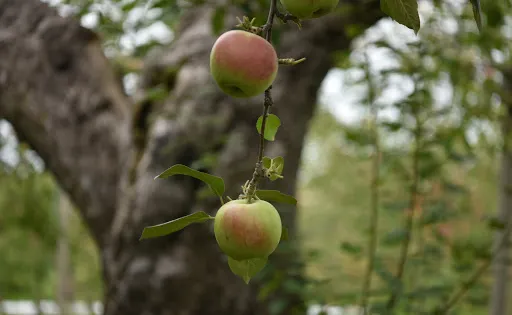 Oldest Apple Tree in Japan