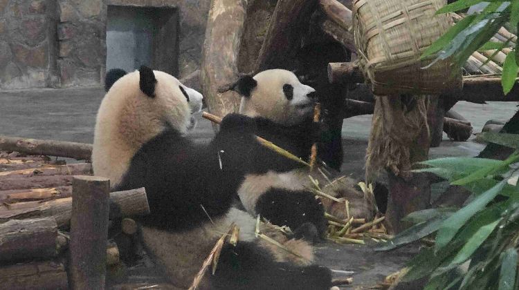 7-day 6-night · Group Tours · Chengdu + Chongqing + Leshan + Mount Emei + Chengdu Research Base of Giant Panda Breeding