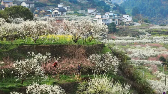 樹頭灣花海