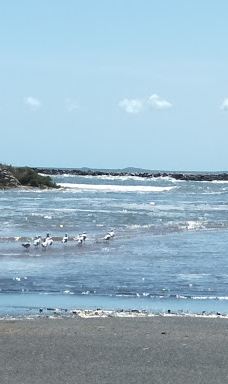 Fig Tree Markets-耶蓬