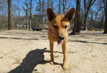 Selden Dog Park景点图片