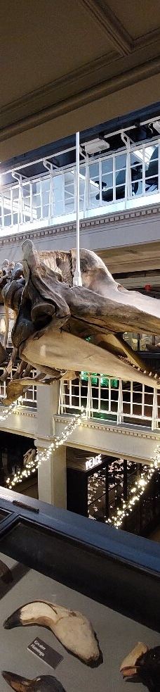 曼彻斯特博物馆-曼彻斯特