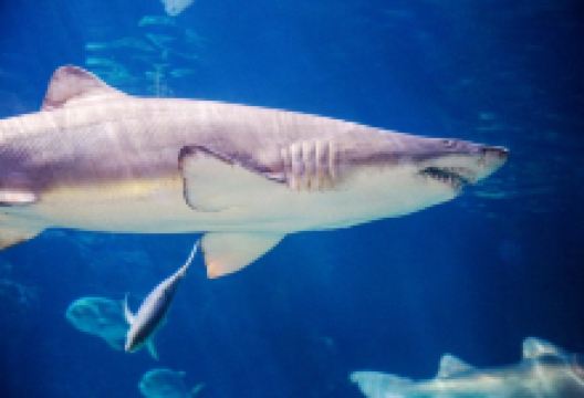 Virginia Aquarium & Marine Science Center景点图片