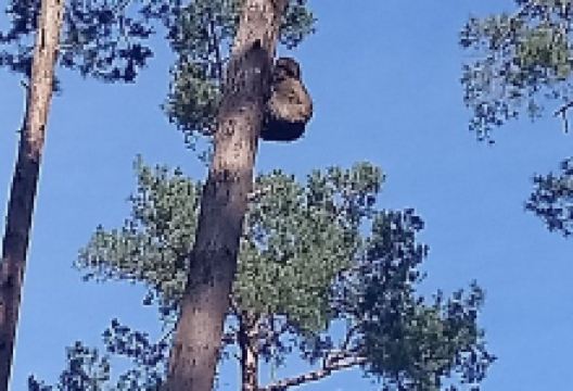 Toboggan run and monkey forest Malchow GmbH景点图片