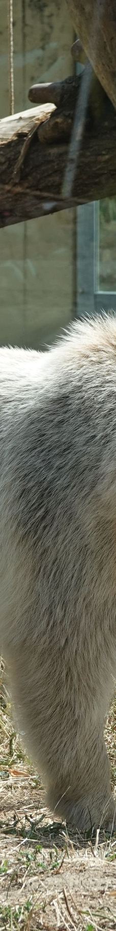 海德堡动物园-海德堡