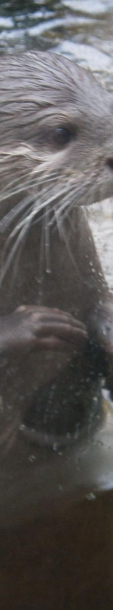 Biotropica, animal gardens-瓦德勒伊