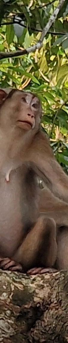 京那巴当岸河-基纳巴唐岸