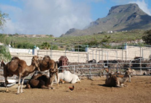 Camel Park景点图片