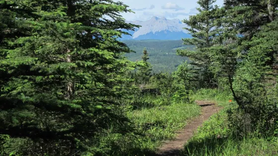 Hinton Bike Park
