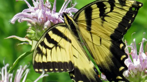 Scherman Hoffman Wildlife Sanctuary