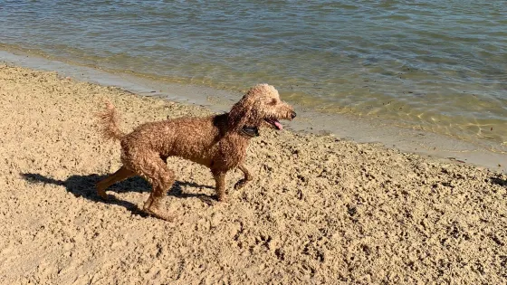 Bayview Dog Beach