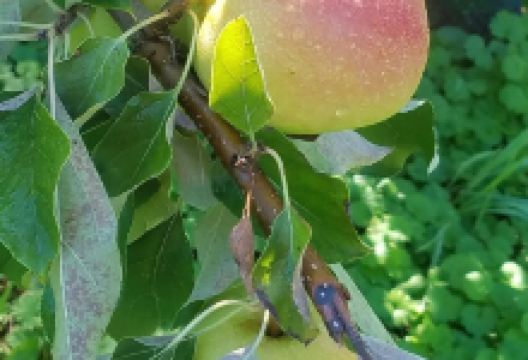 Happy Valley Orchard景点图片
