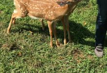 Pasture Prime Whitetail Deer Farm景点图片
