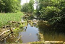 Naturzentrum Thurauen景点图片
