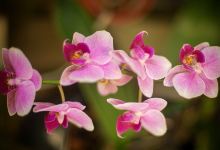 José Sanchez Alarcon Municipal Orchidarium景点图片