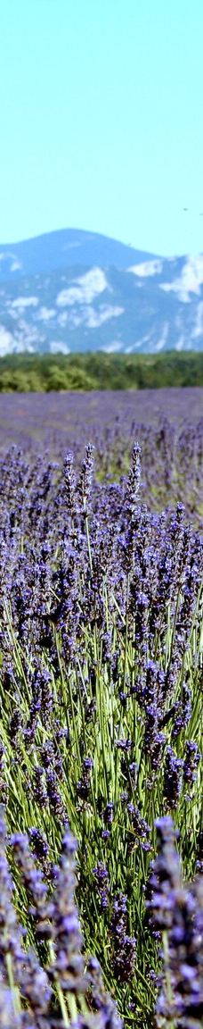 瓦朗索尔高原-瓦朗索勒