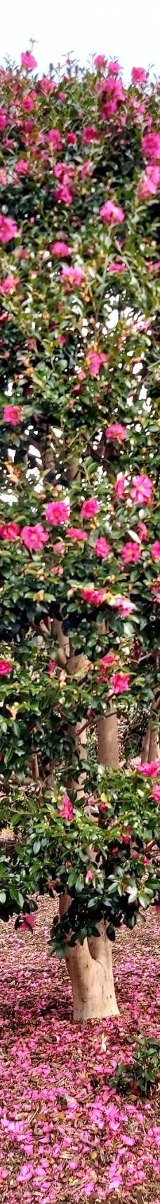 为美里山茶树群-西归浦市