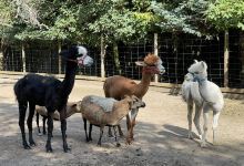 Nasza Zagroda Alpaki i Przyjaciele购物图片