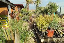 Sunk Island Garden Centre购物图片