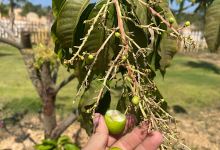 Orchard Garden景点图片