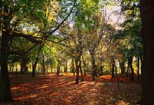 Shotton Hall景点图片