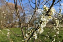 Whitchurch allotments and coa景点图片