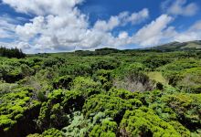 Jardim Botânico de Pedro Miguel景点图片