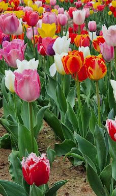 Sinan Tulip Festival-新安郡