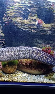 奥尼里亚水族馆-卡内普拉日