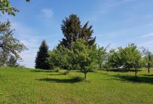 Bauer-Linde mit Kappeler Wegweiser景点图片