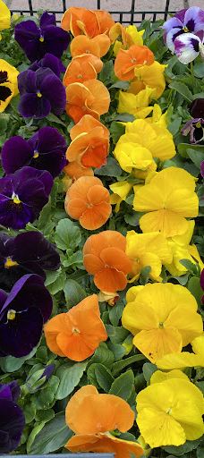 Kiss Virágkertészet, Békéscsaba-贝凯什乔包