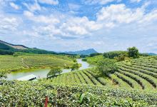 Thanh Chuong tea island景点图片