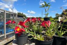 That Plant Place购物图片