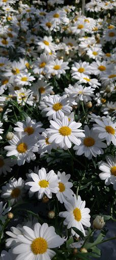 Flora Frankfri - Frankfri Flowers-措默鲁普