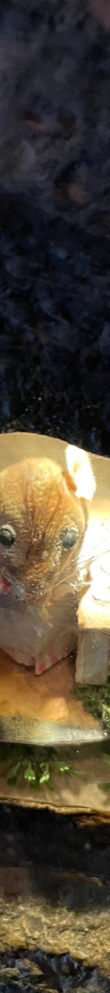 彼得兔世界-鲍内斯温德米尔