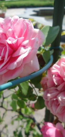 Verny Park-横须贺市