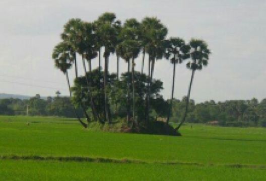 ThittaiPillaiyar Koil景点图片