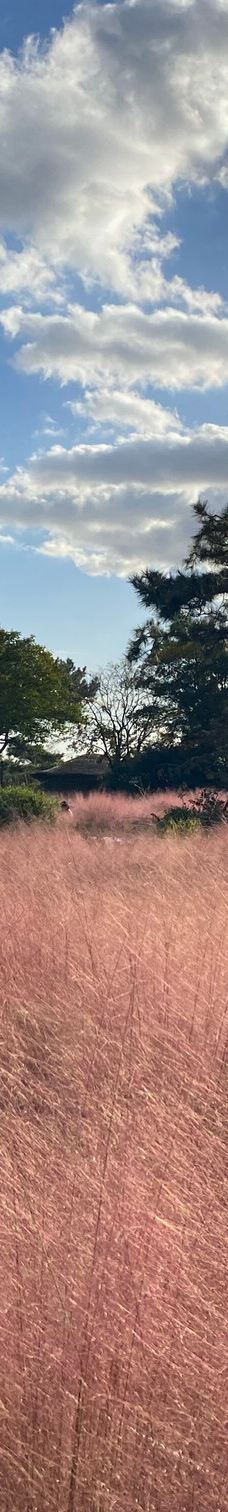 休爱里自然生活公园-西归浦市